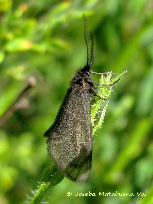 Heterogynis sp. - Heterogynidae